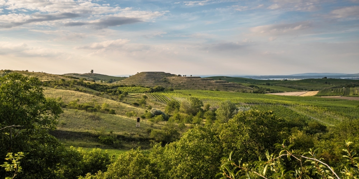 Panorama Pálavy s vinicemi