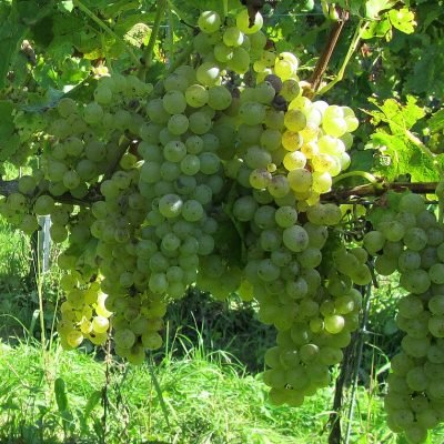 Hrozen odrůdy Müller Thurgau